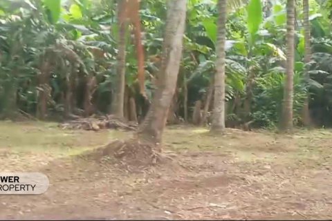 9650m2 Land in Tabanan, Bali (8760) 3