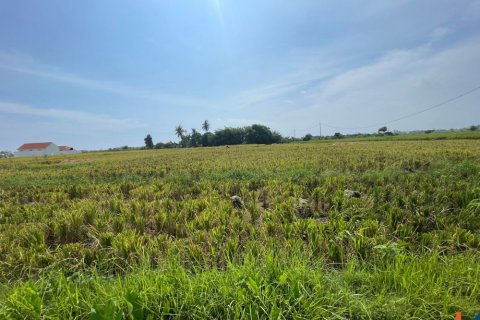 Land in Munggu, Mengwi, Badung, Bali (11965) 4