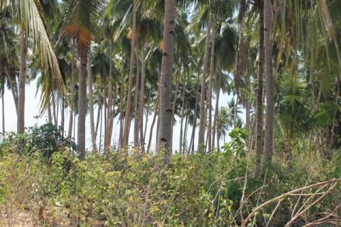 Land in Bali (12331) 6