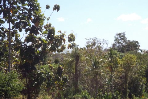 Land in Denpasar, Bali (12330) 4