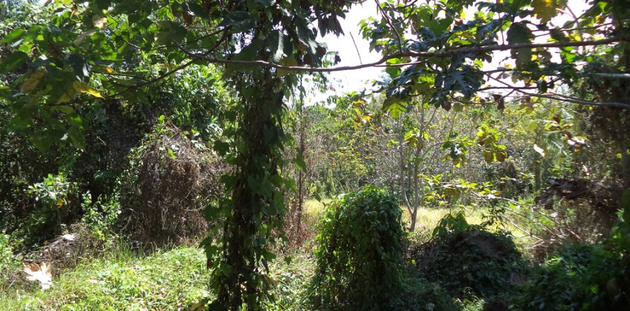 Land in Denpasar, Bali (12330)