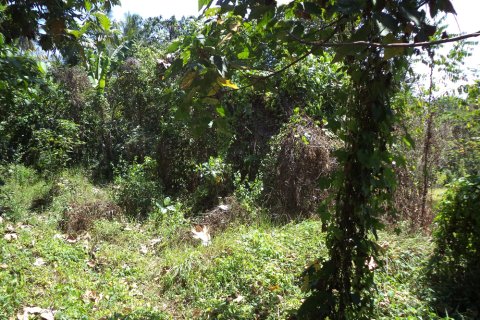 Land in Denpasar, Bali (12330) 2