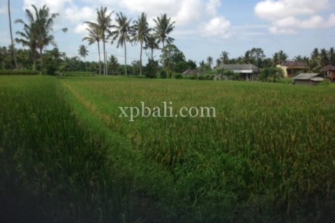 2000m2 Land in Gianyar, Bali (1012) 6
