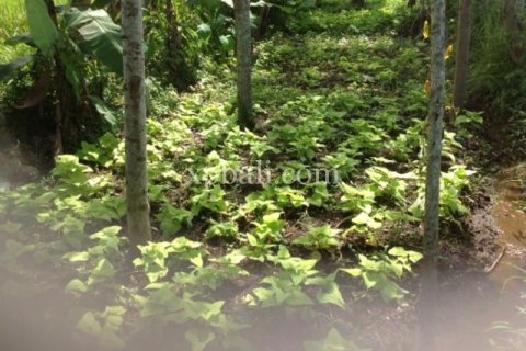Tanah kavling 2000m2 di Gianyar, Bali (1012)