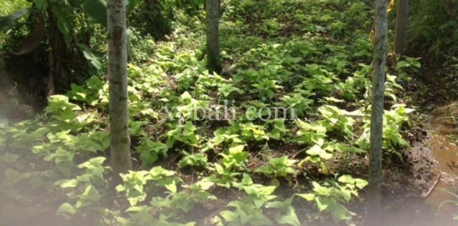 2000m2 Land in Gianyar, Bali (1012)
