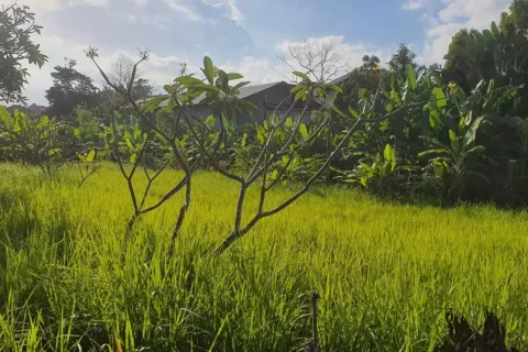 Land in Kerobokan, Badung, Bali (11603) 2