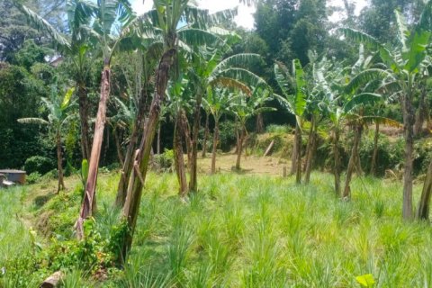Land in Tabanan, Bali (12201) 5