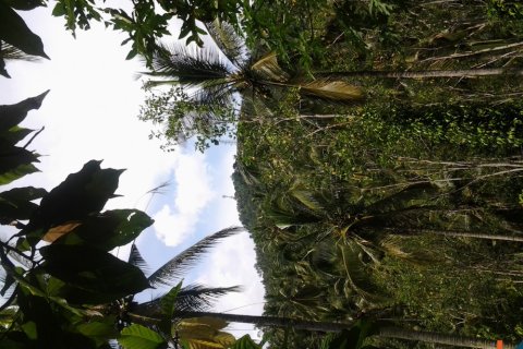 Land in Tabanan, Bali (12184) 2