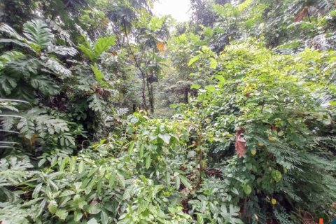 Land in Tabanan, Bali (12284) 8