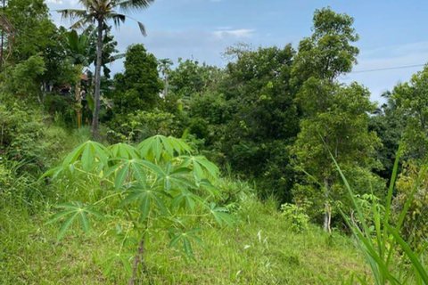 4400m2 Land in Lovina, Anturan, Buleleng, Bali (8511) 3