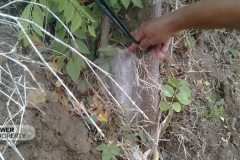 4400m2 Land in Lovina, Anturan, Buleleng, Bali (8511) 14