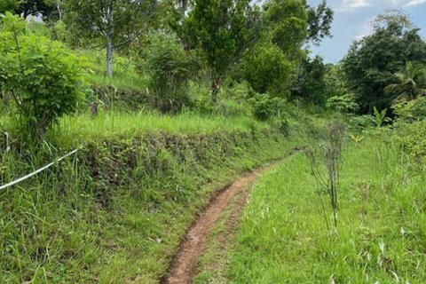 4400m2 Land in Lovina, Anturan, Buleleng, Bali (8511) 6