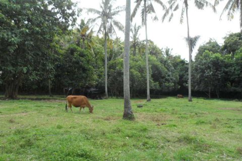 19400m2 Land in Tabanan, Bali (14008) 10