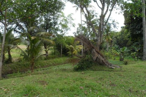 19400m2 Land in Tabanan, Bali (14008) 11