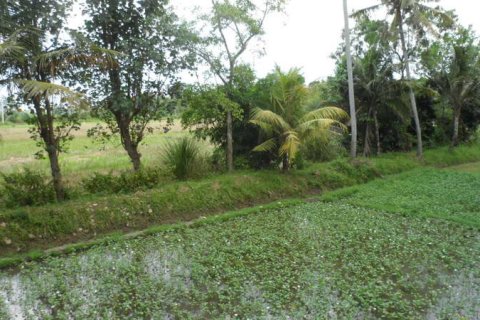 19400m2 Land in Tabanan, Bali (14008)