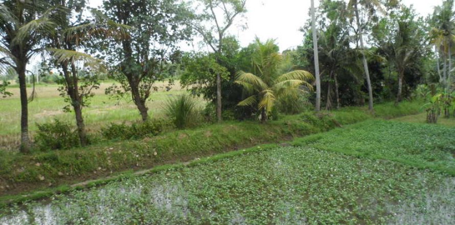 19400m2 Land in Tabanan, Bali (14008)