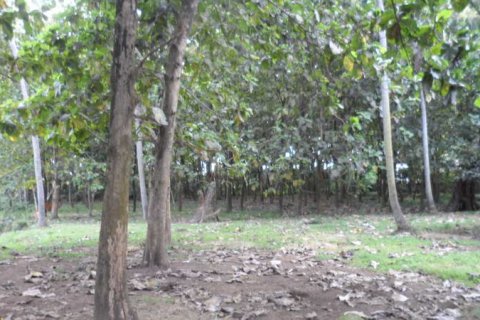 19400m2 Land in Tabanan, Bali (14008) 7