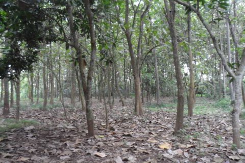 19400m2 Land in Tabanan, Bali (14008) 8