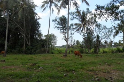 19400m2 Land in Tabanan, Bali (14008) 14