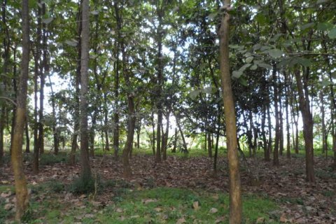 19400m2 Land in Tabanan, Bali (14008) 6
