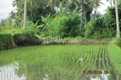 4175m2 Land in Gianyar, Bali (14006) 2