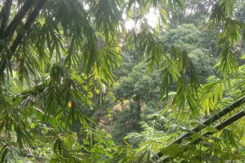 4000m2 Land in Tabanan, Bali (764) 5