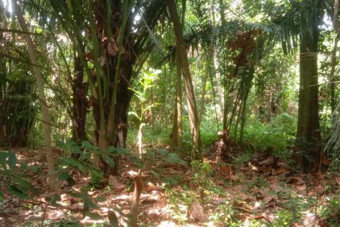 4000m2 Land in Tabanan, Bali (764) 11