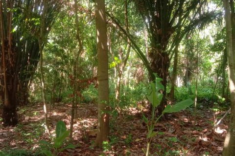 4000m2 Land in Tabanan, Bali (764) 2