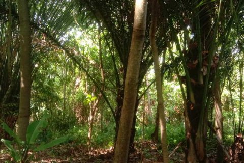 4000m2 Land in Tabanan, Bali (764) 7