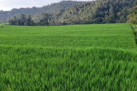 Tanah kavling 12000m2 di Lovina, Anturan, Buleleng, Bali (5881)