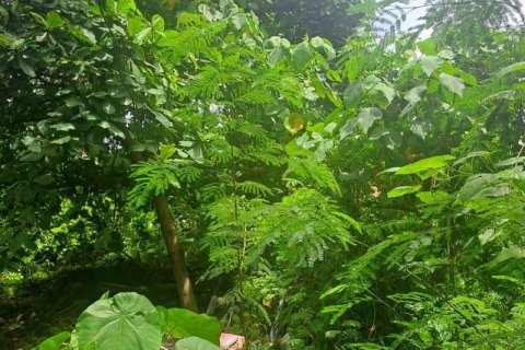 3248m2 Land in Canggu, Badung, Bali (9843) 3
