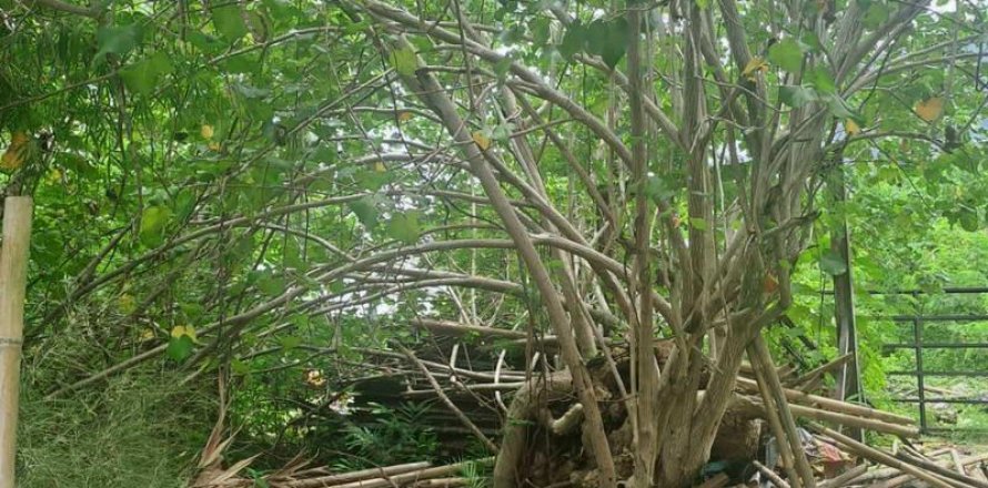 3248m2 Land in Canggu, Badung, Bali (9843)