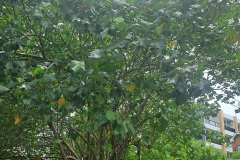 1080m2 Land in Canggu, Badung, Bali (9842) 7
