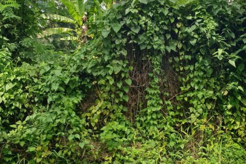 Tanah kavling 95000m2 di Ubud, Gianyar, Bali (637) 3
