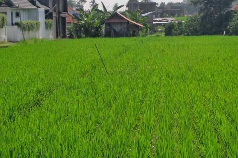 Tanah kavling 1000m2 di Cemagi, Mengwi, Badung, Bali (5831) 4