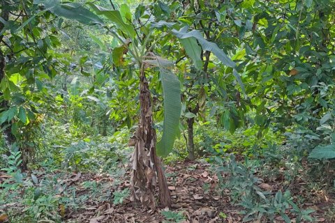 2650m2 Land in Tabanan, Bali (680) 4