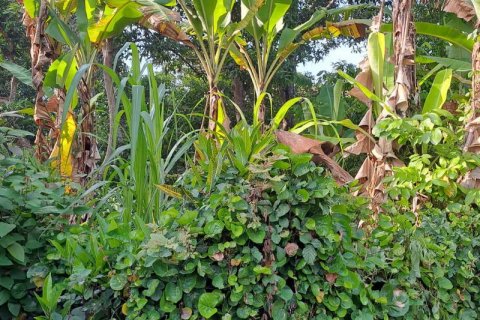 2650m2 Land in Tabanan, Bali (680) 5
