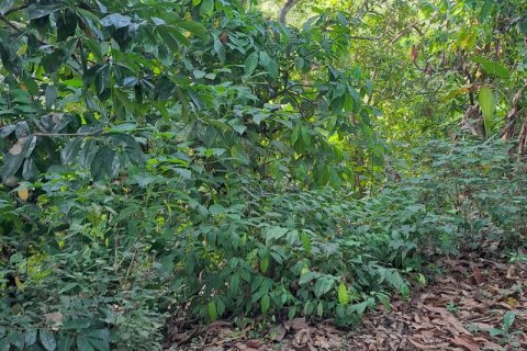 2650m2 Land in Tabanan, Bali (680) 9