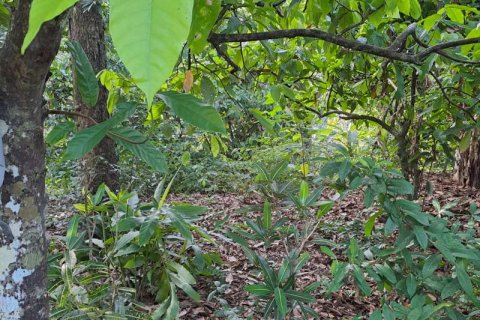 2650m2 Land in Tabanan, Bali (680) 12