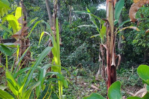 2650m2 Land in Tabanan, Bali (680) 11