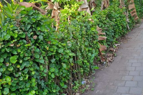 2650m2 Land in Tabanan, Bali (680) 2