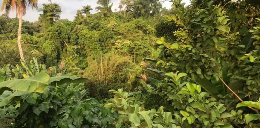 Tanah kavling 2400m2 di Tabanan, Bali (679)