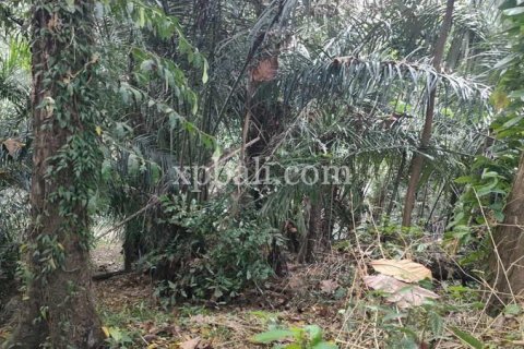 3200m2 Land in Tabanan, Bali (776) 3