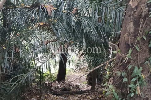 3200m2 Land in Tabanan, Bali (776) 4