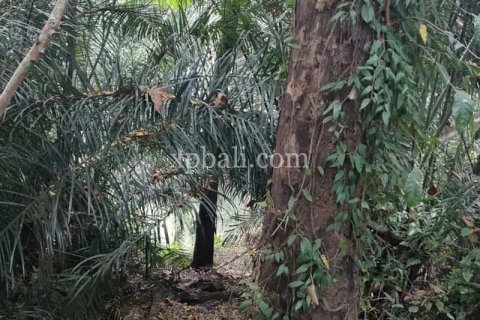 3200m2 Land in Tabanan, Bali (776) 8