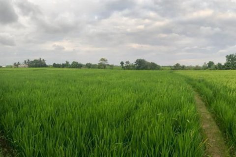 Land in Munggu, Mengwi, Badung, Bali (11821) 2