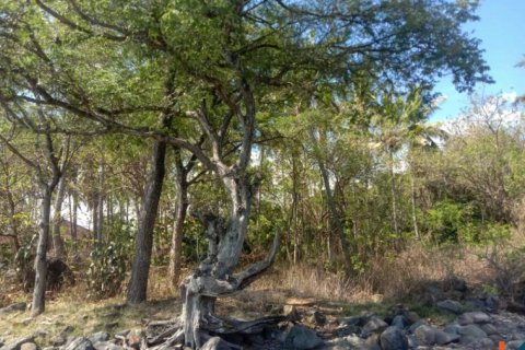 Land in Singaraja, Buleleng, Bali (12276) 11