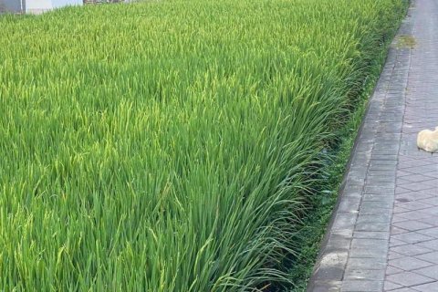 Tanah kavling 1800m2 di Cemagi, Mengwi, Badung, Bali (8196)