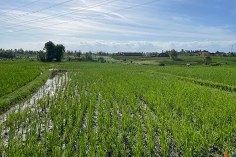 Land in Tabanan, Bali (12150) 4