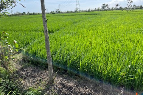Tanah kavling di Tabanan, Bali (12147)